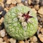 Preview: Pseudolithos migiurtinus